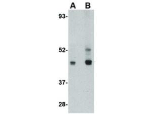 LIS1 antibody 100 µg