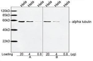 Anti-alpha Tubulin Mouse Monoclonal Antibody [clone: 1F4E3]