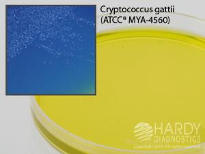 CGB Agar for <i>Cryptococcus Gattii</i>, Hardy Diagnostics