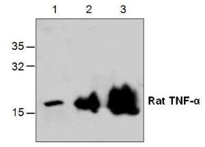 Western blot analysis with recombinant Rat TNF-α . Lane 1: 10 ng  Lane 2: 50 ng  Lane 3: 250 ng