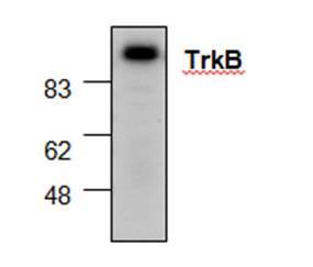 Western Blot Analysisof trkB expression inHL-60 Cell Lysate.
