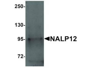 NALP12 antibody 100 µg