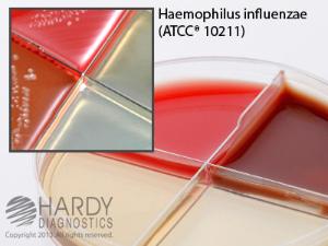 Haemophilus ID Quadplate, for X and V Factors, Hardy Diagnostics