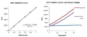 Gamma Glutamyl Transferase (GGT) Activity Fluorometric Assay Kit, BioVision
