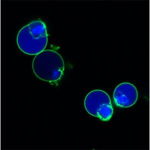 Apoptotic HeLa cells stained with NucView® 405 caspase-3 substrate (blue) and CF488A Annexin V (green)
