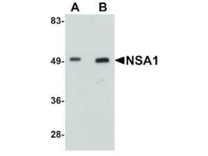 NSA1 (RB) antibody 100 µg