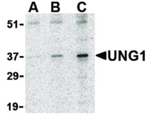 UNG1 antibody 100 μg
