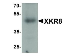 Anti-XKR8 antibody