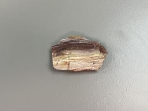 Fossil petrified wood