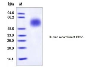 Human recombinant CD55