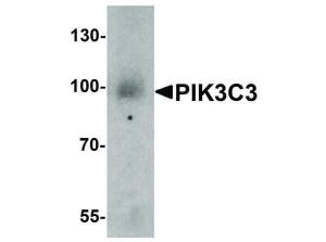 PIK3C3 antibody 100 µg