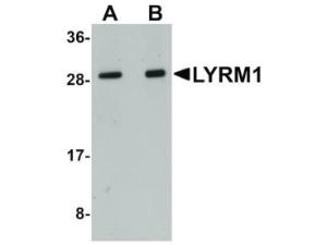 LYRM1 rabbit antibody 100 μg