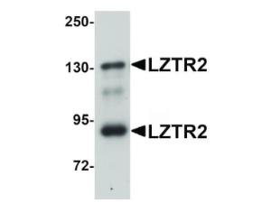LZTR2 antibody 100 μg