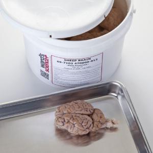 Ward's® Fully Extracted Sheep Brains (Dura Mater Removed)