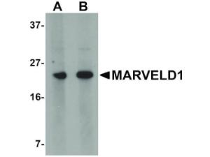 MARVELD1 antibody 100 μg