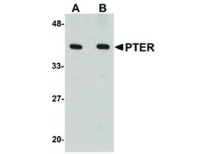 PTER antibody 100 µg