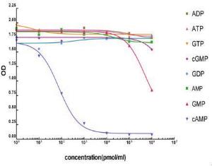 Anti-cAMP Mouse Monoclonal Antibody [clone: 4H2B6]