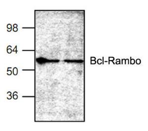 Western-Blot-Analyse der Bcl-Rambo-Expression in Jurkat-Zelllysat.