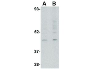 RGP1 antibody 100 µg