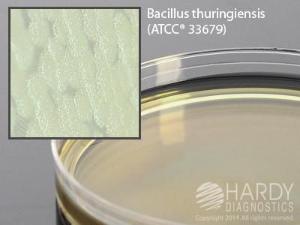 PLET Agar, for&nbsp;<i>Bacillus anthracis</i>