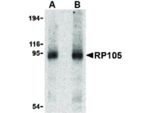 Anti-RP105 antibody 100 µg