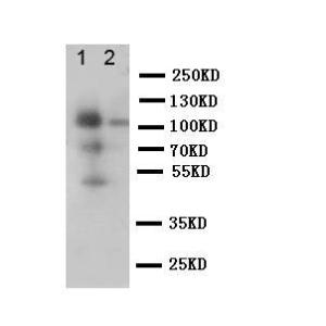 Anti-CD68 Rabbit Polyclonal Antibody