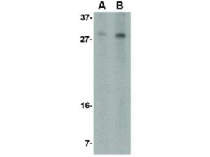 RTP801 antibody 100 µg