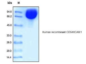 Human recombinant CD54/ICAM1