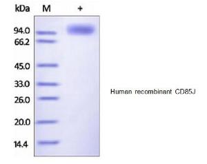 Human recombinant CD85J