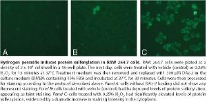 Sulfenylated Protein Cell-Based Detection Kit, Cayman Chemical 