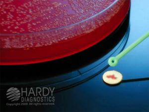 Nitrocef Disks Test for Beta Lactamase, Hardy Diagnostics