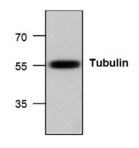 Western-Blot-Analyse von Tubulin in HeLa-Zelllysat.