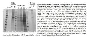 Enrichment of Calmodulin Binding Proteins (Calcium-dependent or -independent) using the Calmodulin-Sepharose