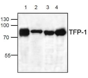 Western-Blot-Analyse der TFP-1-Expression mit Lysat aus Jurkat-Zellen (Spur 1, 2), 3T3-Zellen (Spur 3) und Rattenniere (Spur 4).