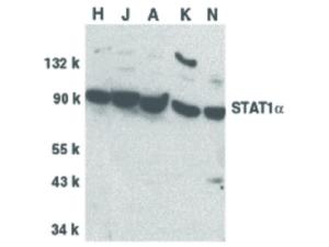 STAT1 alpha antibody 100 µg