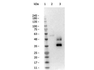 LLAMA IgG2 antibody 0.5mg