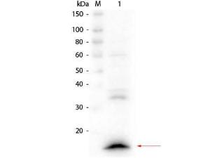 VHH antibody 100 μl