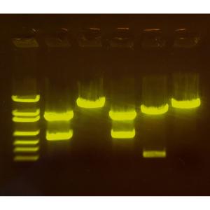 Gene mapping fluorescent