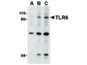TLR6 (rabbit) antibody 100 µg