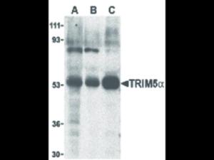 TRIM5 alpha antibody 100 µg