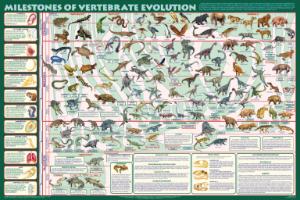 Milestones of Vertebrate Evolution Chart