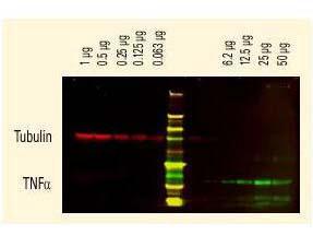 Anti-IgG1 gamma Rabbit Polyclonal Antibody (DyLight® 680)