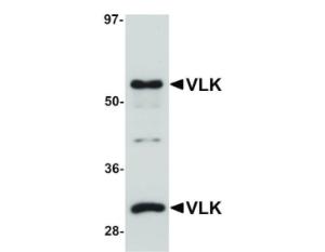 VLK antibody 100 µg