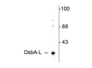 DSBA-L antibody 100 μl