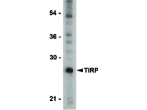 TIRP antibody 100 µg