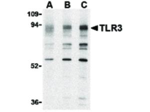TLR3 (rabbit) antibody 100 µg