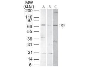 TRIF antibody 200 μl