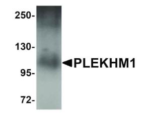 PLEKHM1 antibody 100 µg