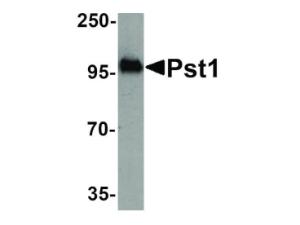 PST1 antibody 100 µg