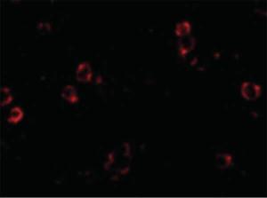 XBP-1 antibody [3H1G4] 100 µg